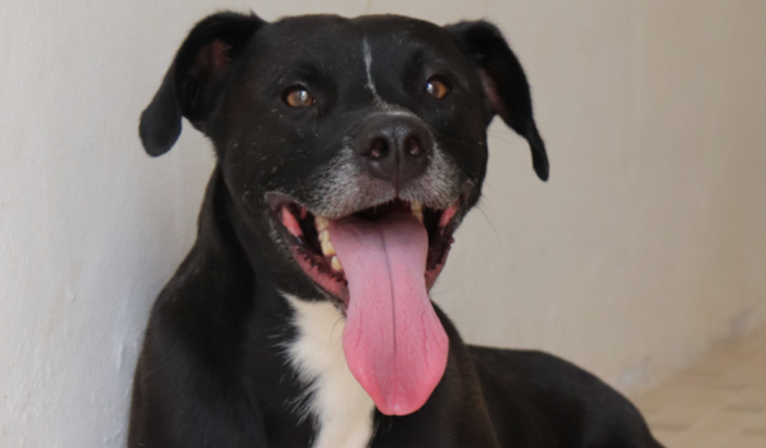 Roda, Pretinho, Roda!