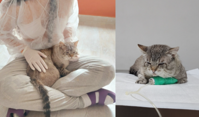 Menos um gato na rua com Esporotricose: conheça o Torugo