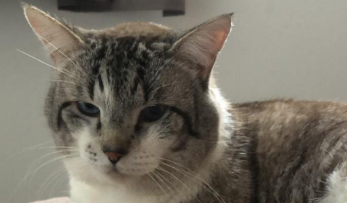 Ajude na recuperação de Caos Alfredo