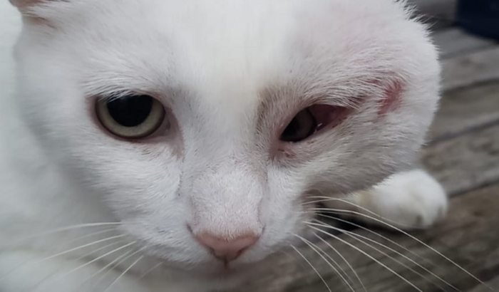 Cirurgia do Gato Nico