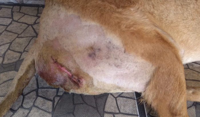 Cirurgia do Meninão um cãozinho de rua