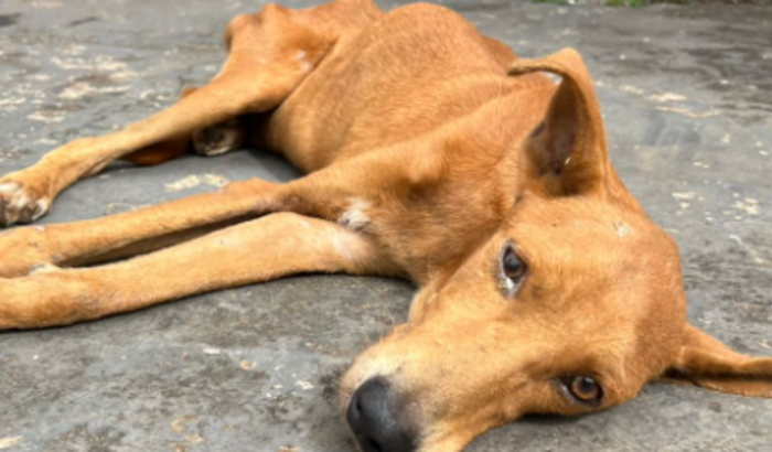 Ajude na recuperação do Luke - caramelo resgatado