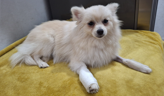 Ajuda para cirurgia da patinha da Bella