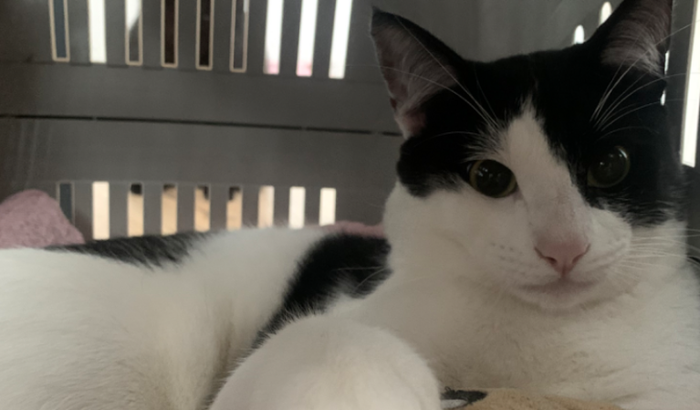 Cirurgia do Frederico