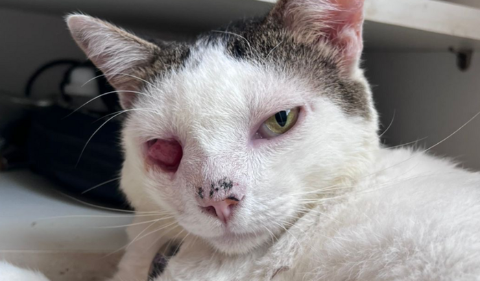 Mais uma sessão de eletroquimioterapia para o gatinho Vitor Hugo