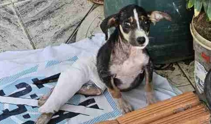 Ajude a Bisteca a andar novamente!🐶❤️