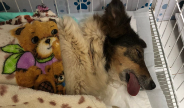 Ajuda nos gastos da cirurgia e recuperação da Bitter