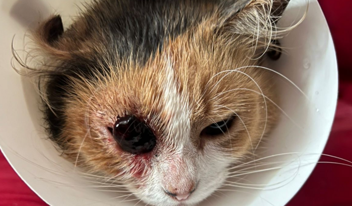 Ajude na cirugia do tumor da gatinha marie 