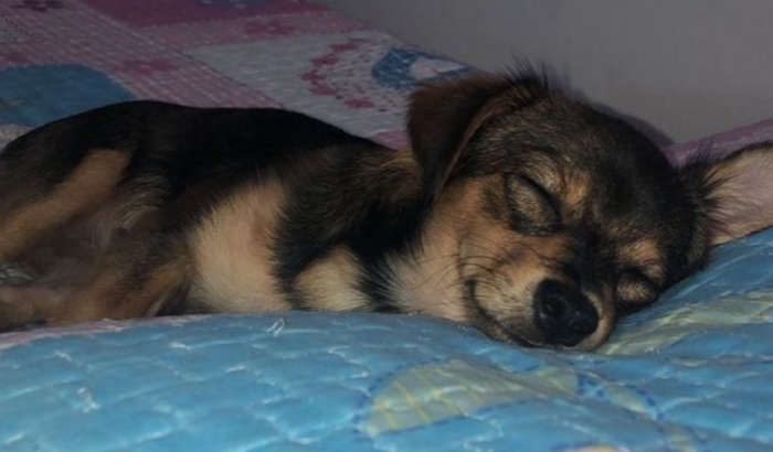 Ajude o Toby a vencer o câncer e viver!