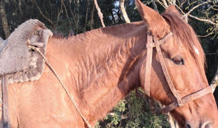Campanha de doação