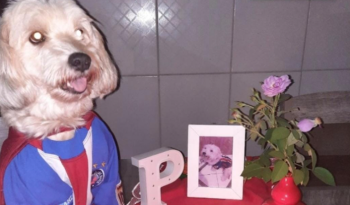 Ajude o Peter a ter uma segunda chance de vida! ❤️🐾