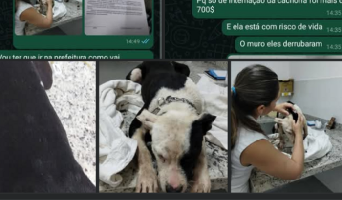 Ajude minha cachorrinha 🆘