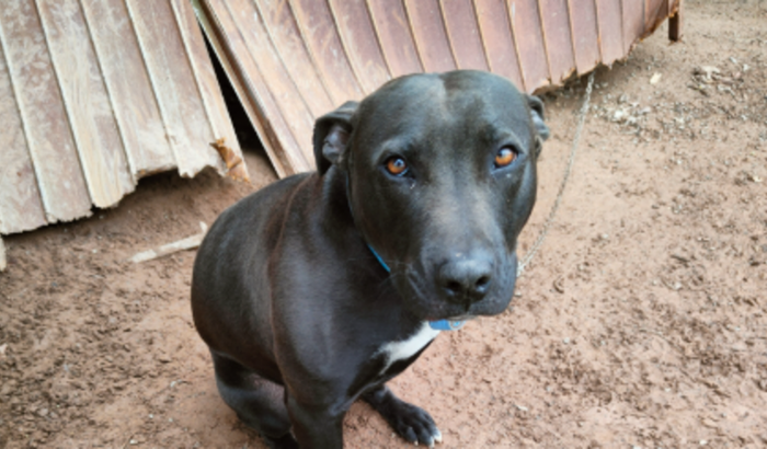Vakinha para terminar o novo canil e tirar os cães da corrente