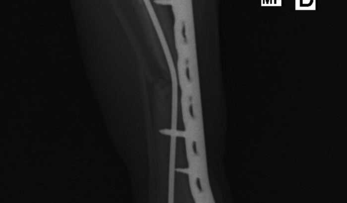 Operação de cachorro