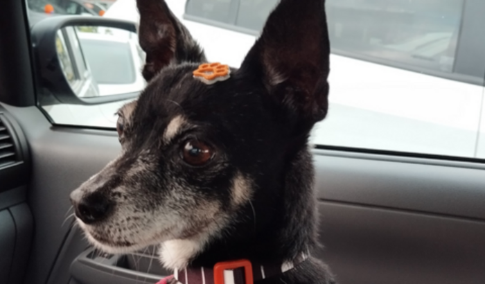 Vaquinha do amor: Vamos salvar o Oswaldo! 🐕