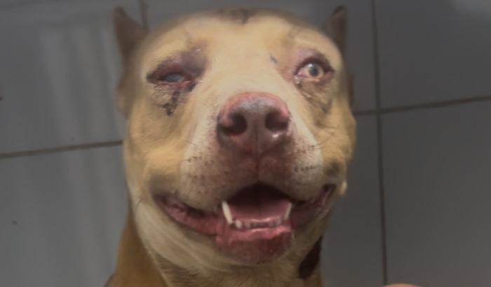 AJUDE O AMAROK COM SEU TRATAMENTO E RECUPERAÇÃO