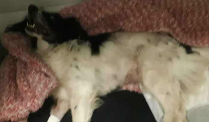 Salvar cadelinha Sofia