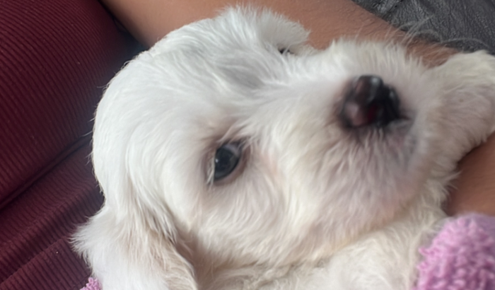 Doença do carrapato