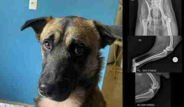 Ajude o chiquinho na sua cirurgia da Patela