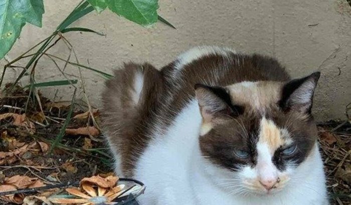 Me ajuda a salvar o amor da minha vida