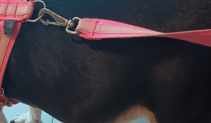 Princesa operou piometra precisando de remédio e exames 