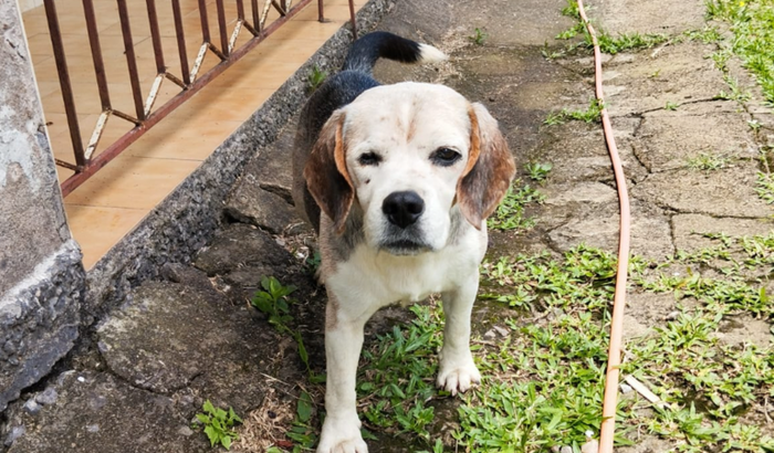 Ajuda para as vacinas de um cão comunitário