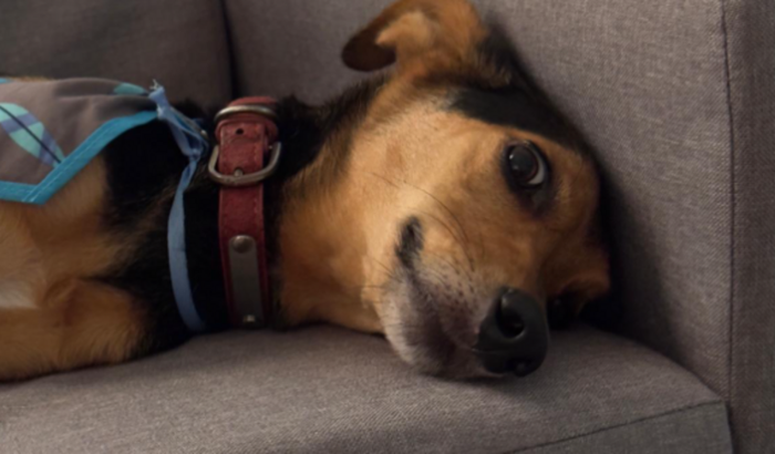 Ajude meu cachorro a comprar seu jogo