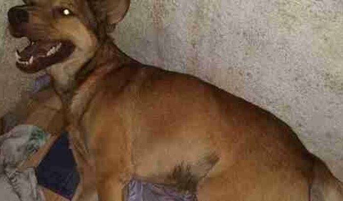 Por favor ajudem o biscoito!!