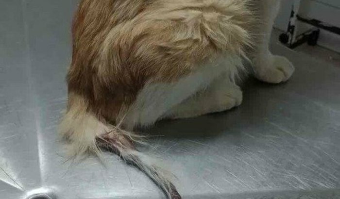 vaquinha do chiquinho