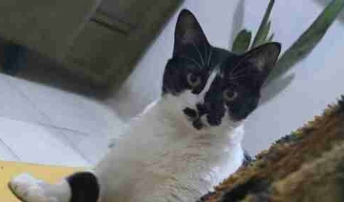 Ajuda no pós operatório de minha gata