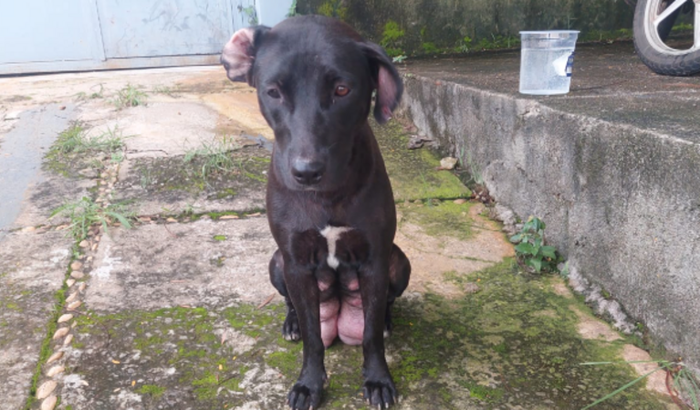 Ajuda pra castração solidária - Pretinha (cachorrinha abandonada)