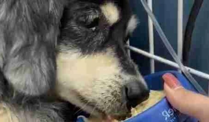 Ajude a descobrir o que o Spike tem! 