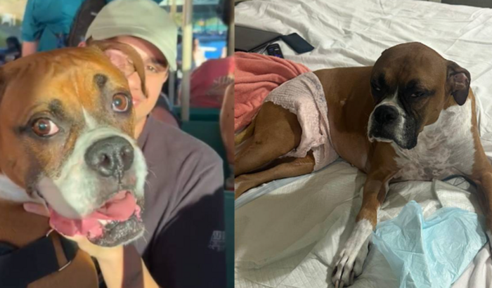 Ajude a salvar minha filha e melhor amiga canina.