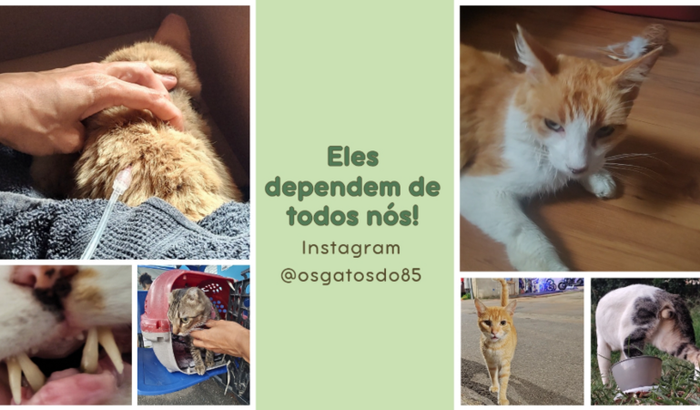 Cuidados Essenciais para Gatos Resgatados: Ajude a Manter a Colônia Os Gatos do 85