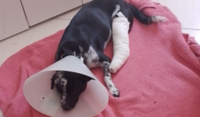 Ajude na cirurgia de Feijão !