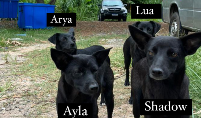 Ajude as cachorrinhas do mato