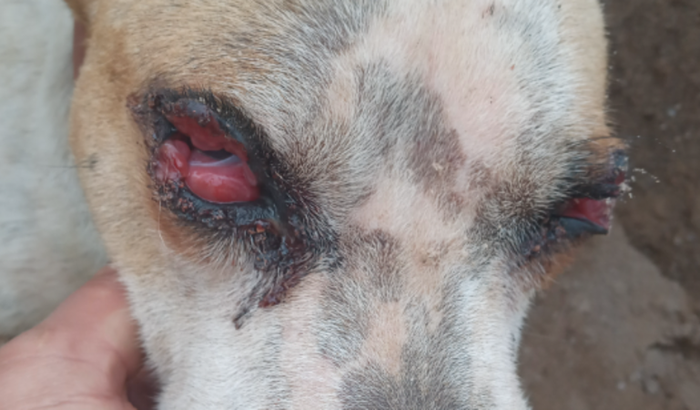 Ajude um animal amigo pet