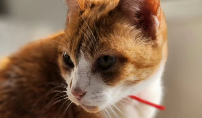 Ajude a Fiona no veterinário