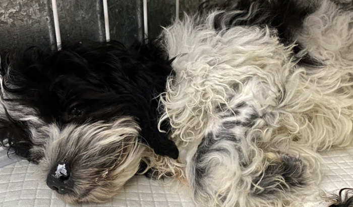 AJUDE A SALVAR O LUKE E O JOCA DA PARVOVIROSE