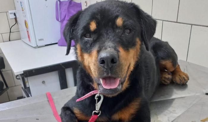 Ajuda para a rottweiler Luara