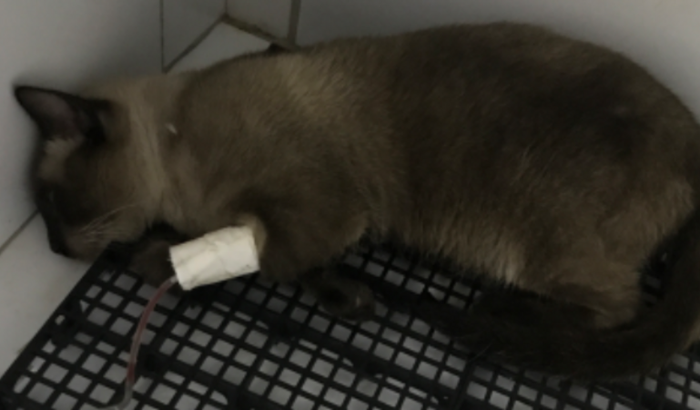 Ajude a Curar Nosso Pequeno Amigo Peludo