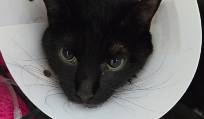 quimioterapia para leucemia felina (FeLV)