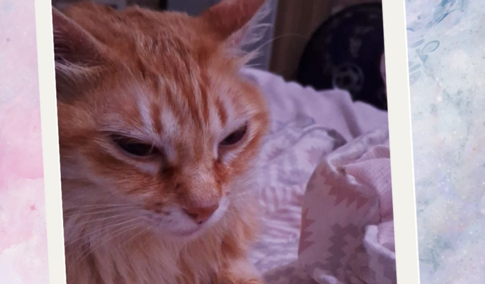 Ajudem a gatinha Macarrão