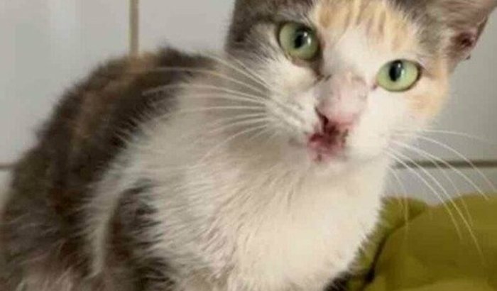 Custos Veterinário Jujuba