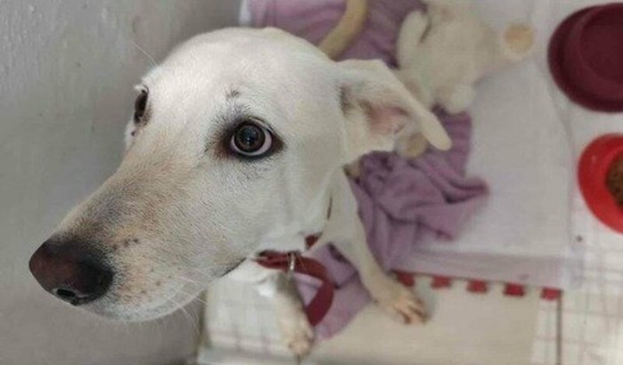 Pro aos remédios da Pandora 🙏