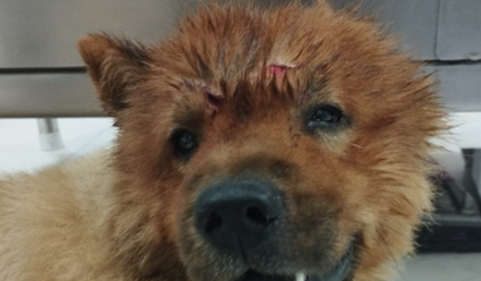Ajude esse cachorro, foi atropelado 2 vezes, está com hemorragia interna