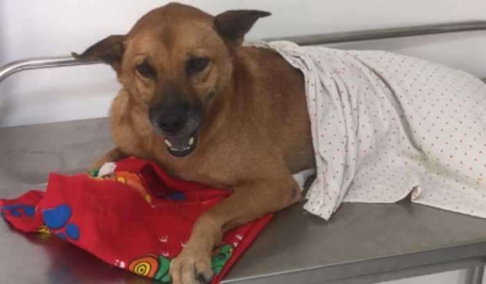 Ajude NINA, Ela Quer Andar!