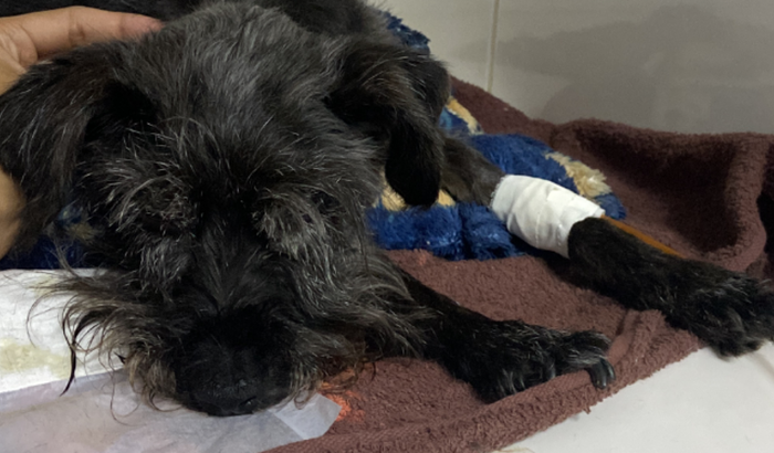 Ajuda pro meu cachorro Dinho 