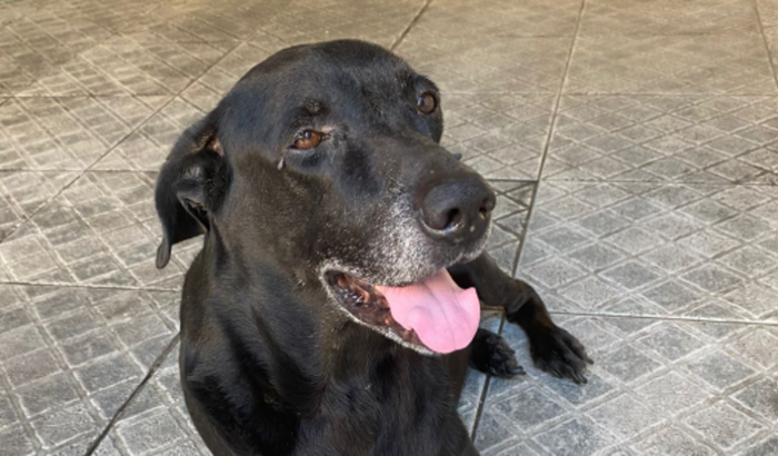 Comprar ração e nutrição adequada 