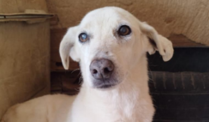 AJUDA PARA PAGAR CONTA VETERINÁRIA